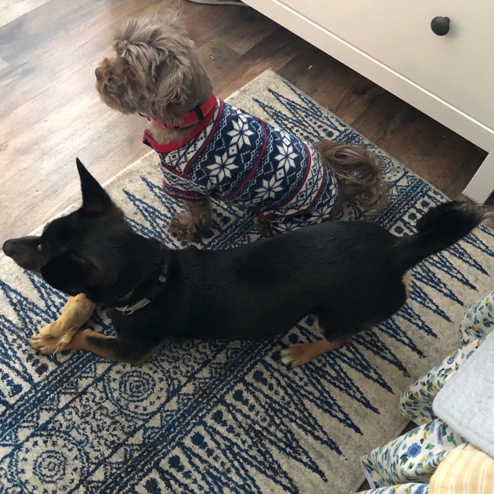 Family Pets - Picture 2 of 11